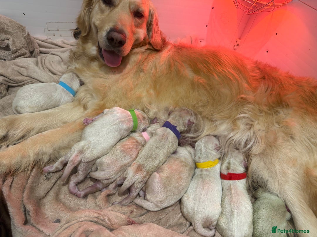 Golden Retriever dogs for sale: KC REGISTERED CREAM GOLDEN RETRIEVERS. - Advert 1