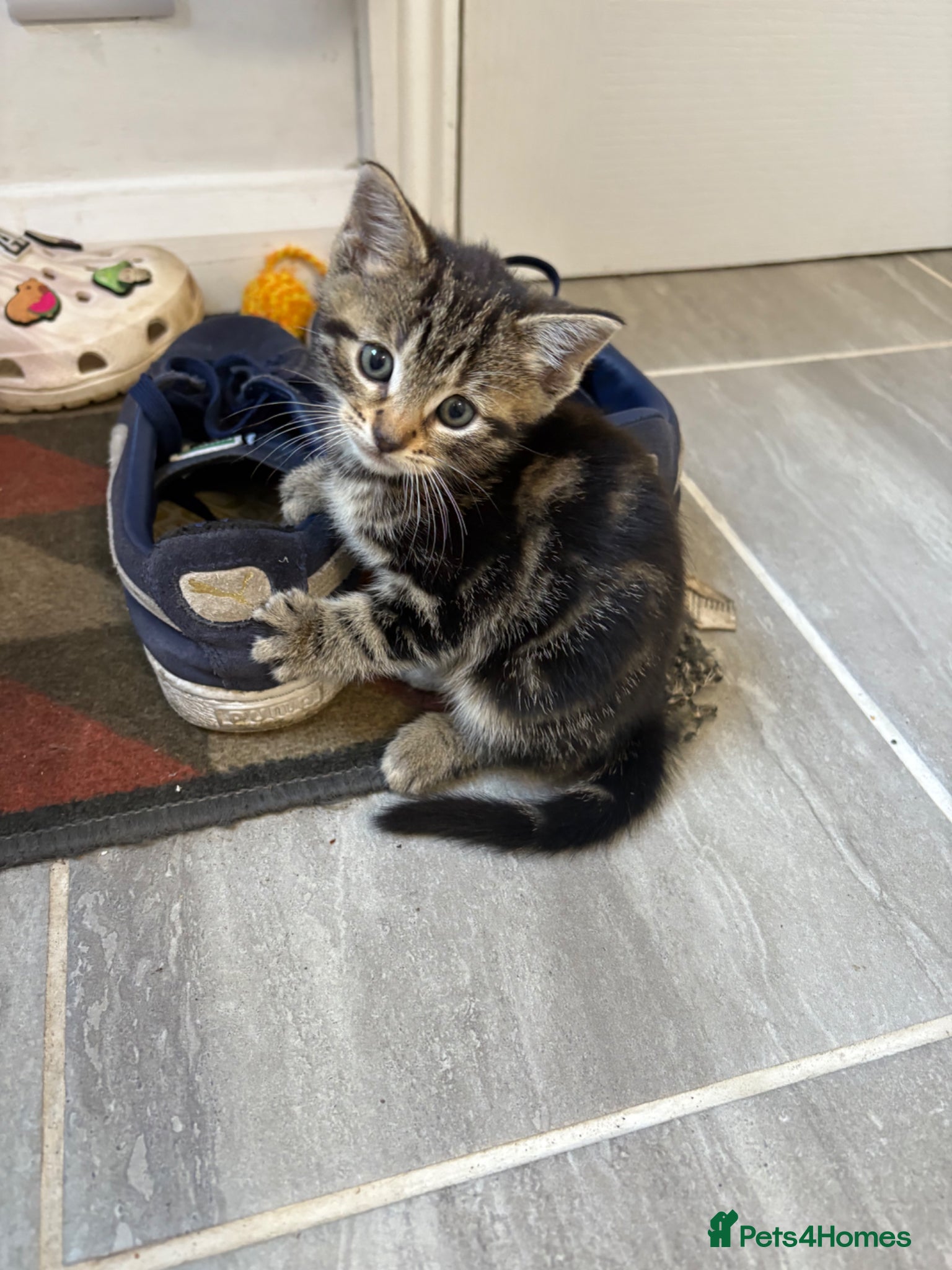 Mixed Breed cats Beautiful kittens - Advert 4