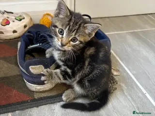 Mixed Breed cats Beautiful kittens - Advert 10