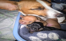 Jack Russell dogs for sale: Jack Russell puppy  - Image 1