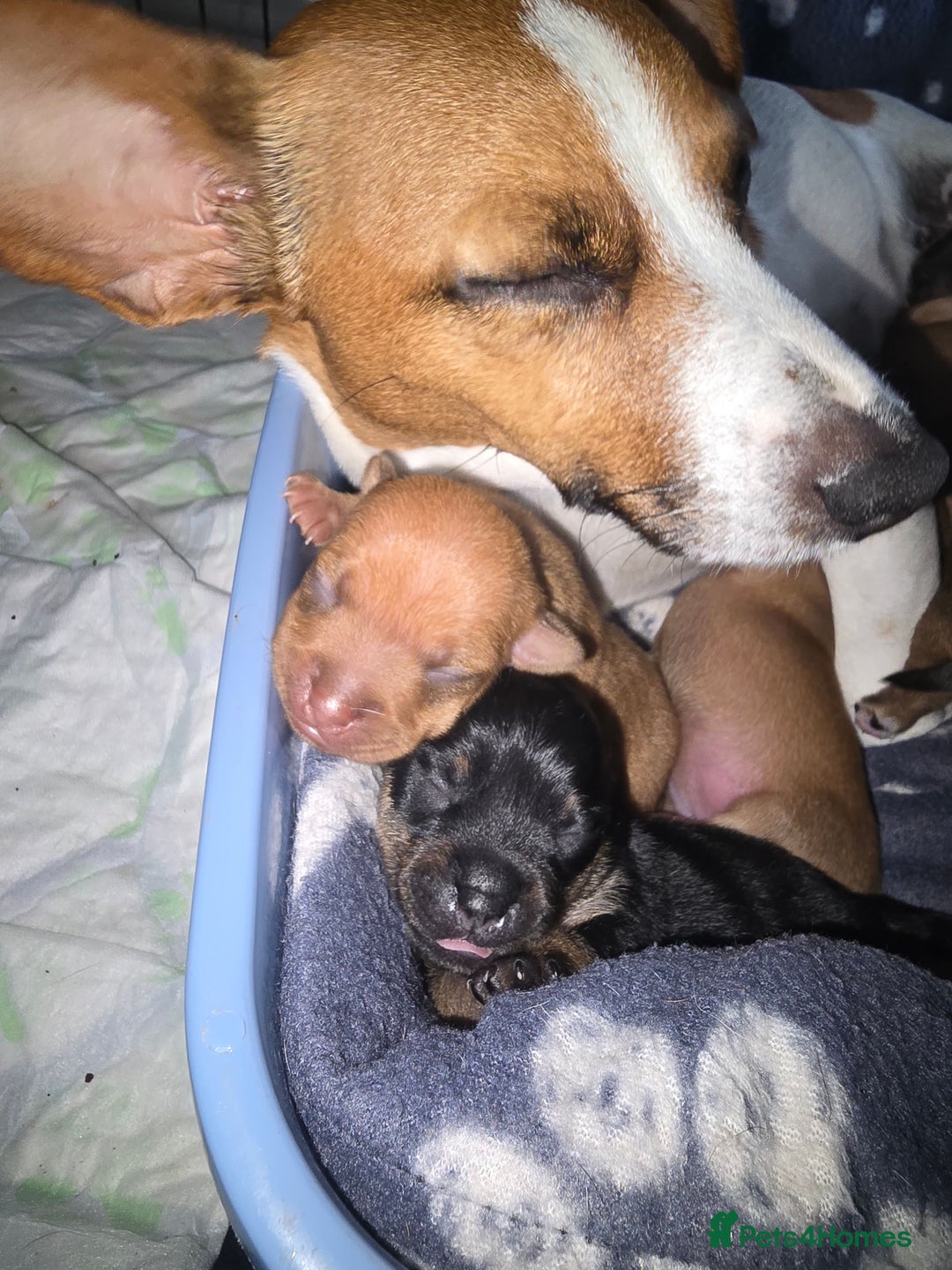 Jack Russell dogs for sale: Jack Russell puppy  - Image 1