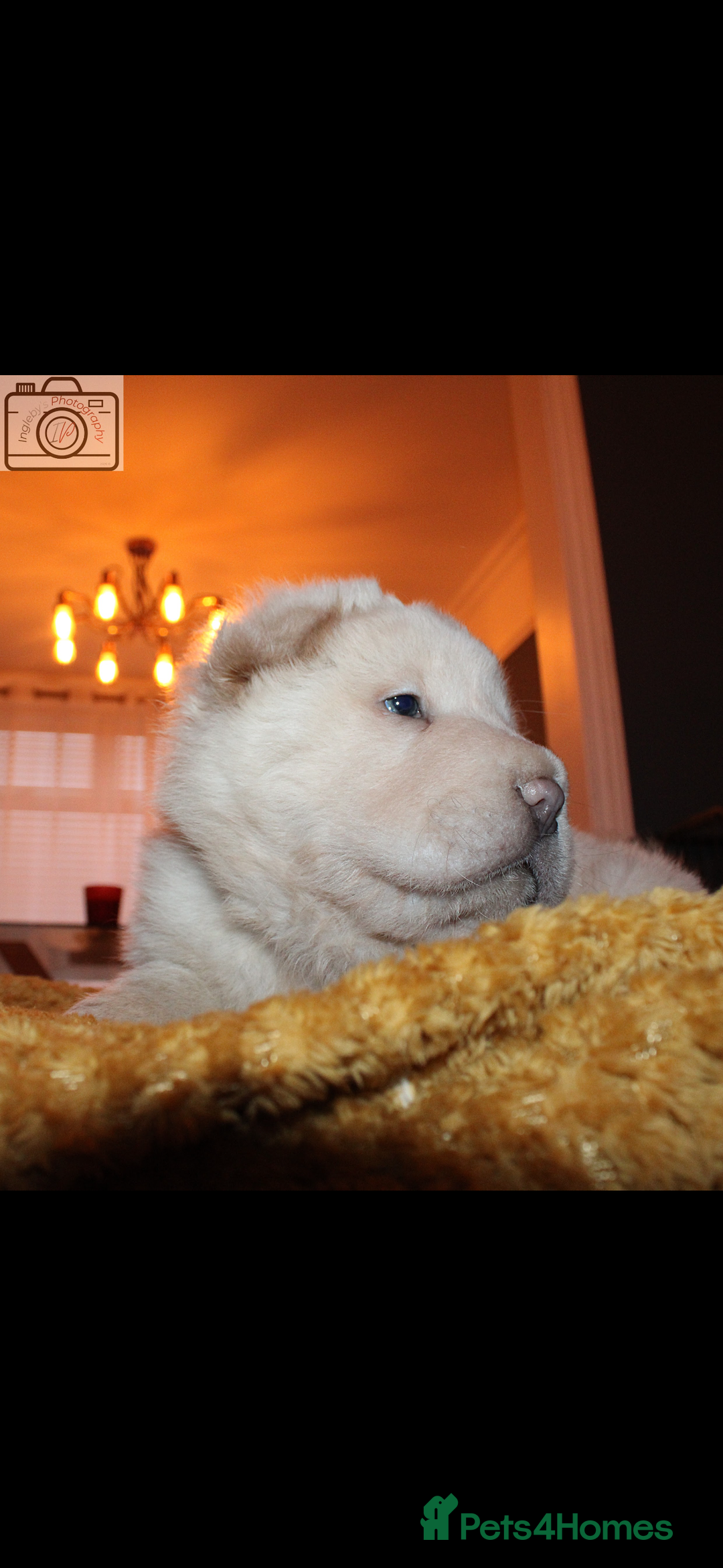 Shar Pei dogs for sale: 3  Gorgeous bears 🐻  - Advert 7