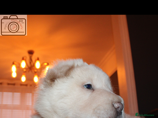 Shar Pei dogs 3 Gorgeous bears 🐻 - Advert 1