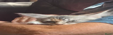 Maine Coon 2