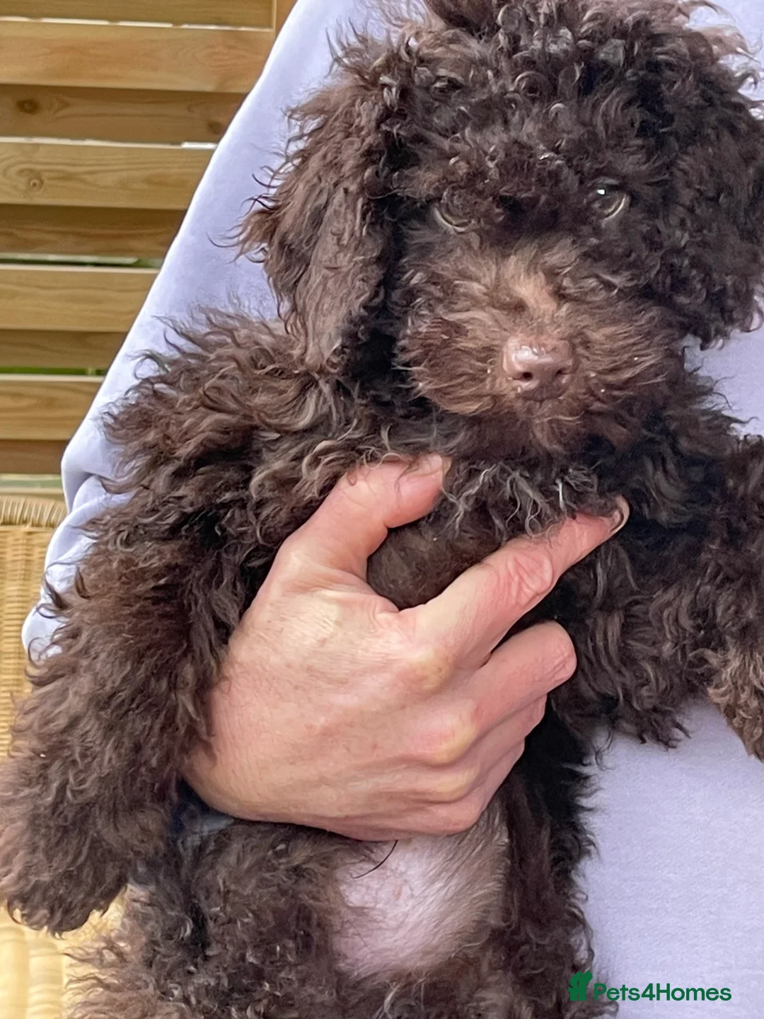 Miniature Poodle dogs for sale: Adorable Miniature Poodle puppies  - Advert 2