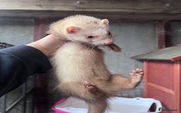 Ferret rodents for sale: Male ferrets born may 25 - Image 24