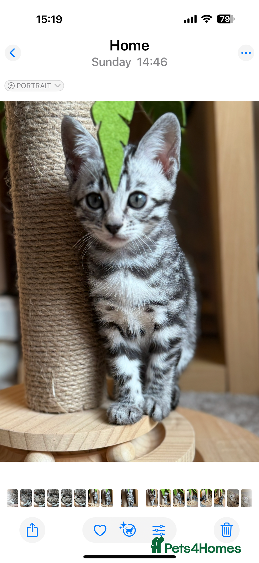 Bengal cats for sale: ⭐️Divine silver black spotted tabby bengal ⭐️ - Advert 14