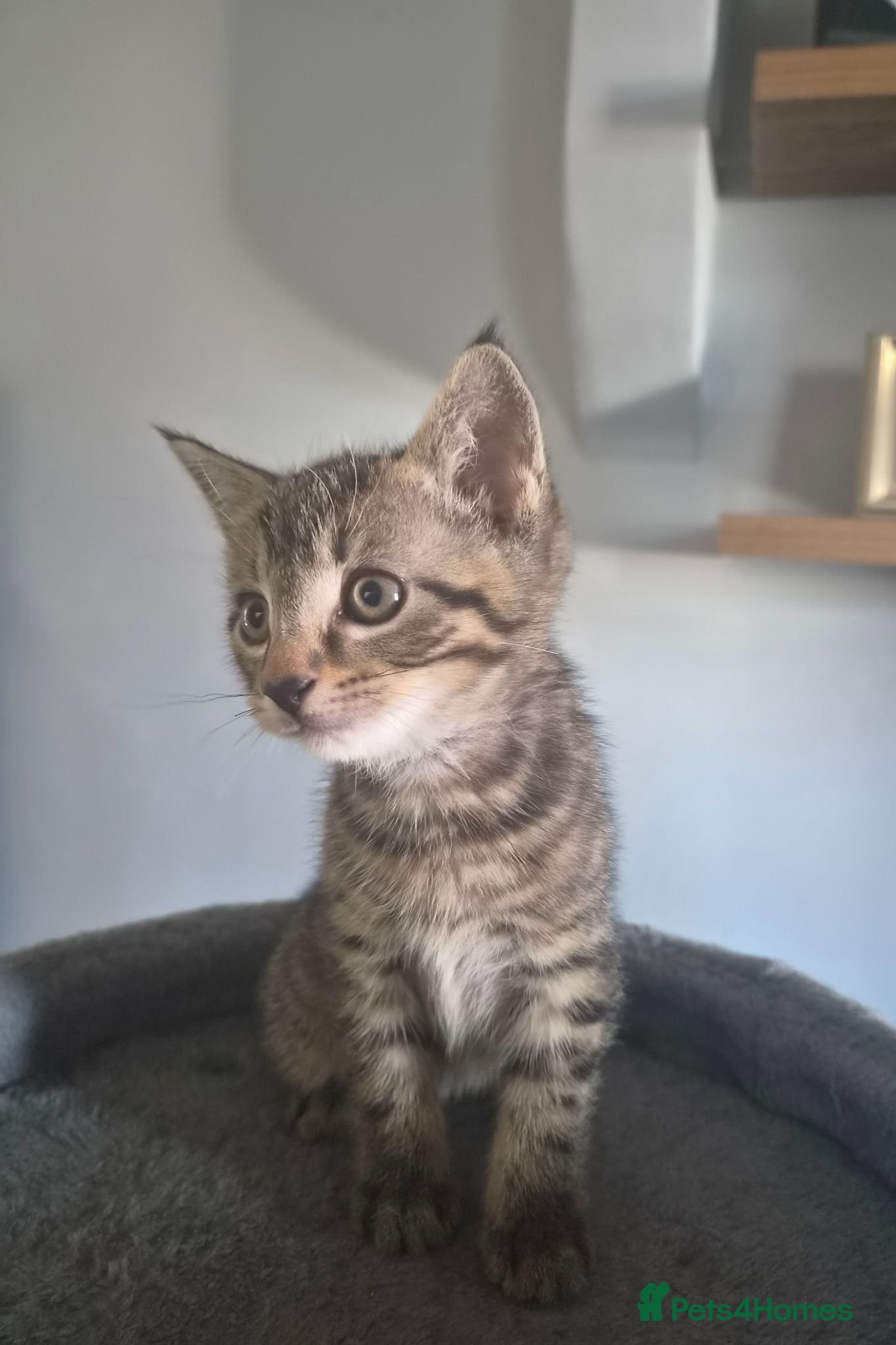 Mixed Breed cats 3 beautiful kittens needing forever homes  - Advert 1