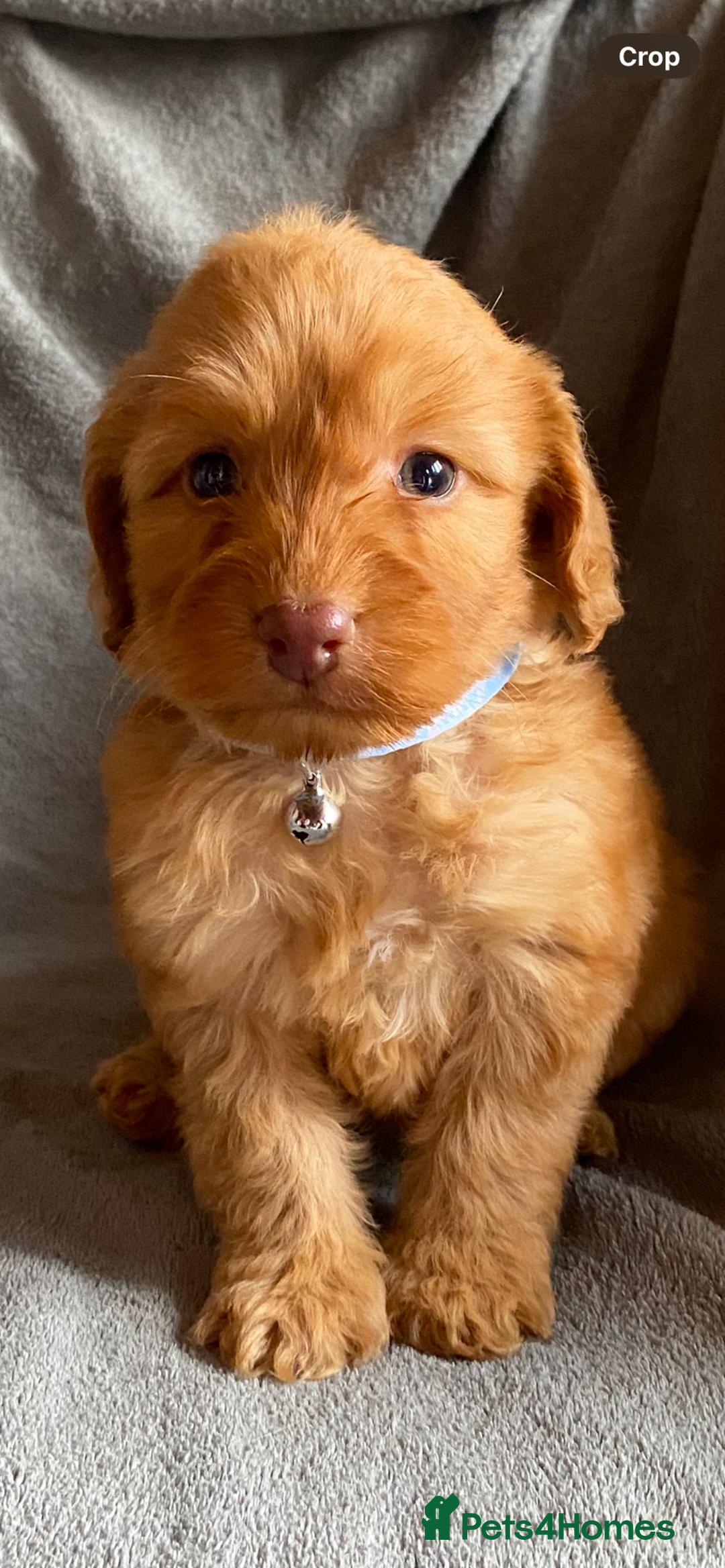 Cockapoo dogs for sale: Cockapoo puppies - Advert 6