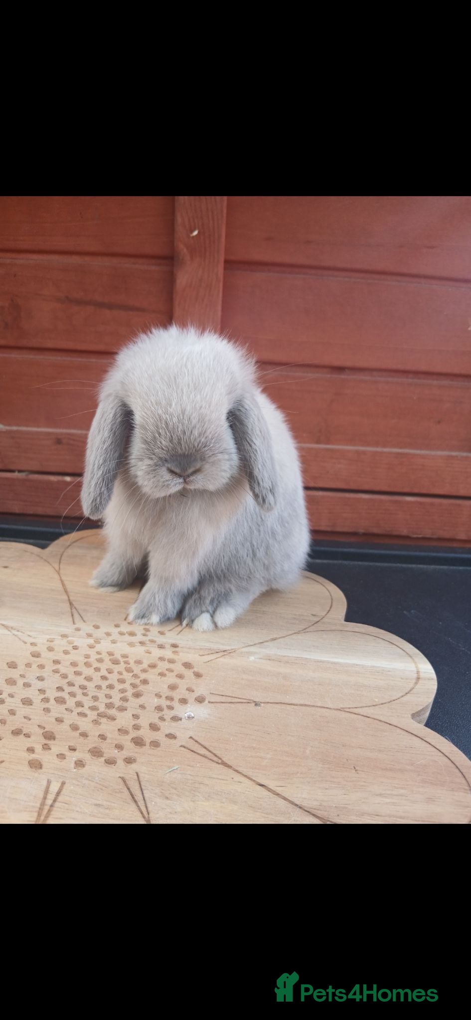 Mini Lop rabbits LAST TWO stunning purebred mini lop baby boys - Advert 2