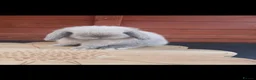 Mini Lop rabbits for sale: Stunning purebred mini lop babies - Advert 9