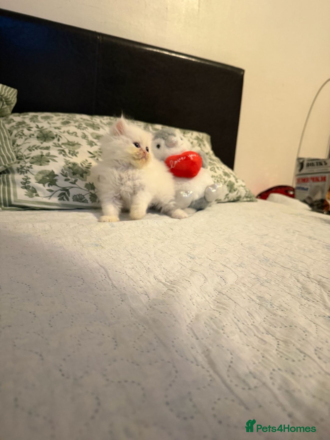 Persian cats for sale: Persian kittens, 2 boys - Advert 1