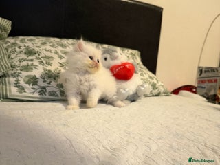 Persian cats Persian kittens, 2 boys - Advert 1