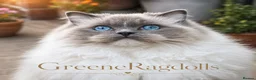 Ragdoll cats for sale: 💎✨Kitten Reserve list open✨💎 - Advert 7