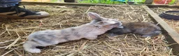Mixed Breed rabbits for sale: Mixed breed rabbits in Bridgend - Advert 3