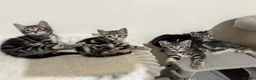 Domestic Shorthair cats for sale: Lovely tabby kittens - Advert 19