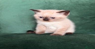 British Shorthair cats - Advert 4