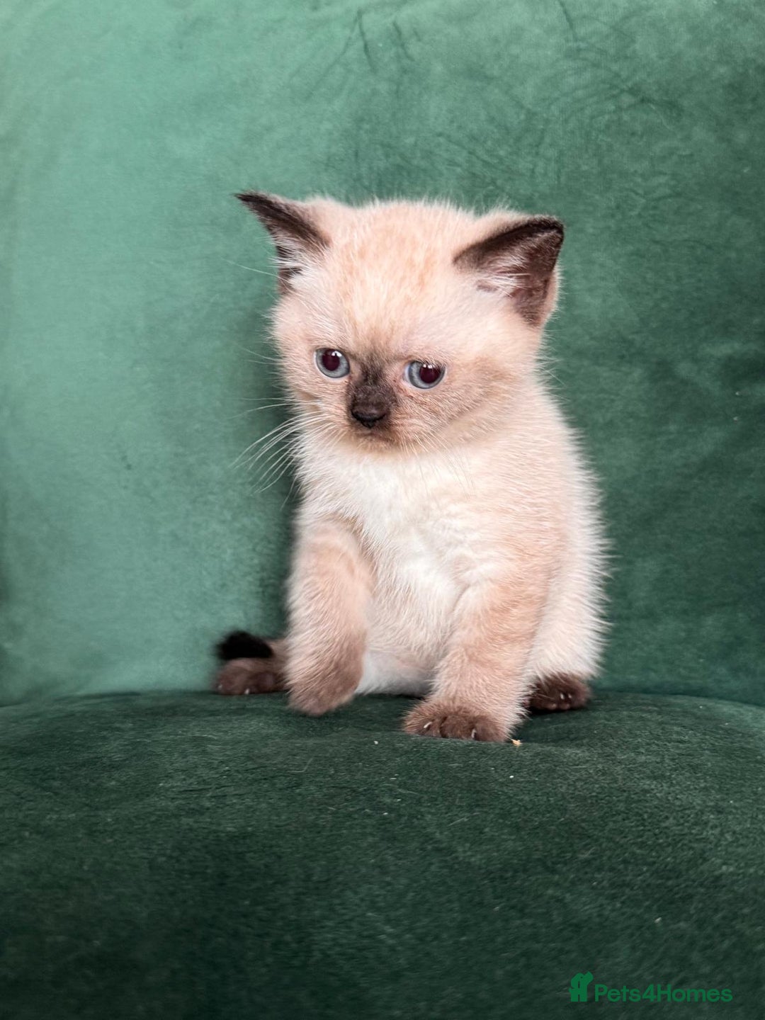 British Shorthair cats for sale: 2 beautiful BritishShorthair Colourpointed❤️‍🔥💝  - Image 3
