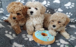 Maltipoo dogs for sale:  Maltipoo puppies  mix litter - Image 7