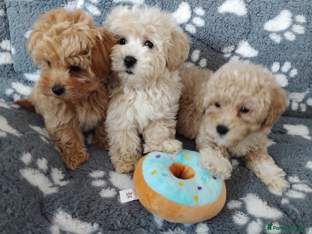 Maltipoo dogs for sale:  Maltipoo puppies  mix litter - Image 7
