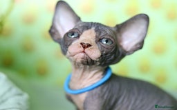 Sphynx cats for sale: Bloodline Sphynx Kittens  - Image 35