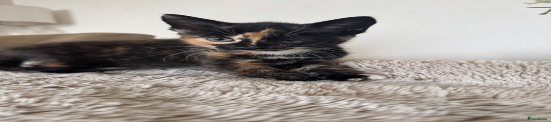 Mixed Breed Kitten 3