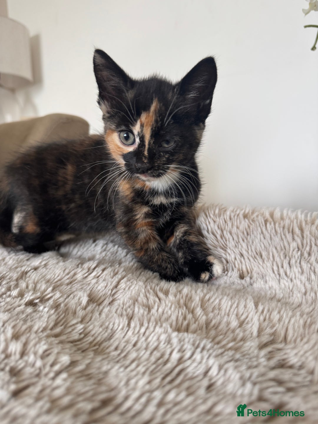 Mixed Breed cats for sale: 3 kittens for sale - Image 11