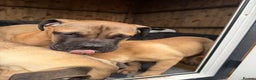 Bullmastiff dogs for sale: Bullmastiff - Advert 10