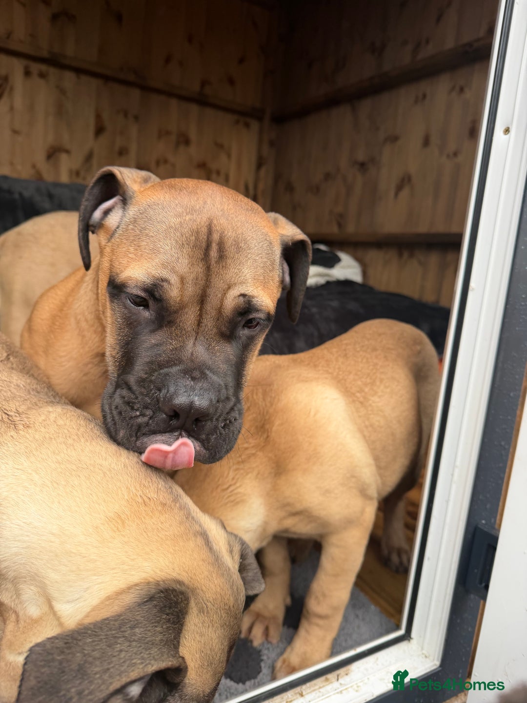 Bullmastiff dogs for sale: Bullmastiff - Advert 10