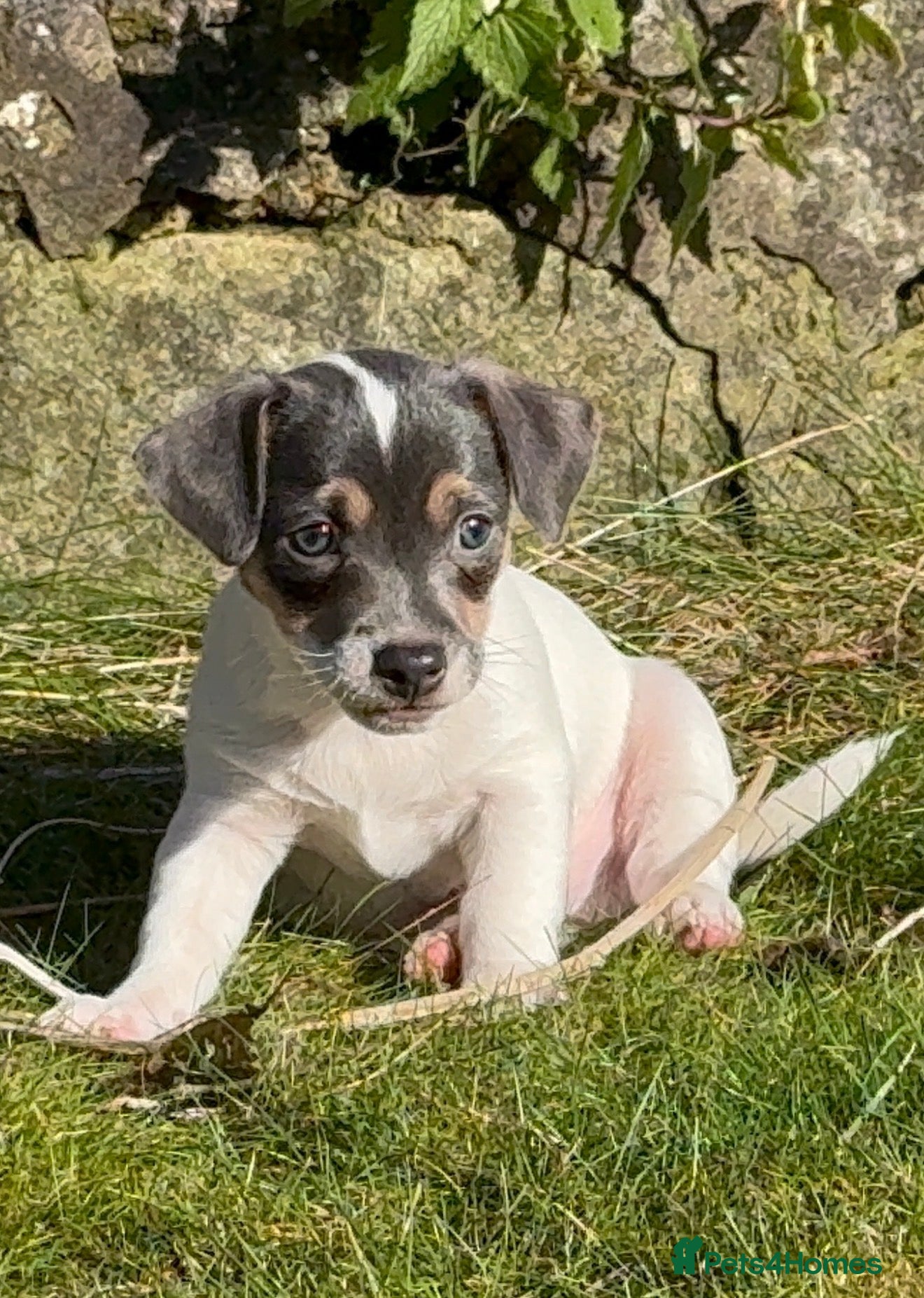 Jack Russell dogs Boy re-available! One Girl Left! - Advert 5
