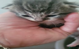 Mixed Breed cats for sale: Beautiful kittens  - Image 8