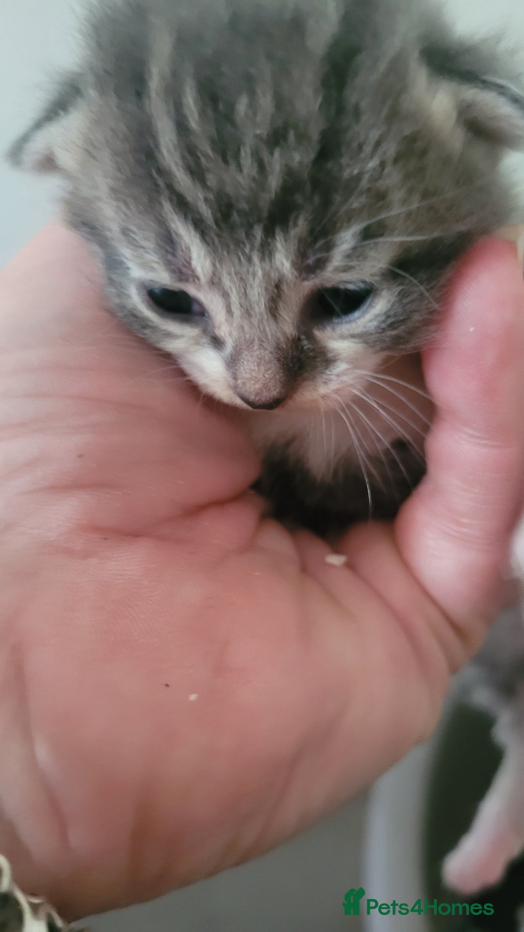 Mixed Breed cats for sale: Beautiful kittens  - Image 8