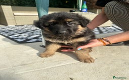 German Shepherd dogs for sale: KC show line German Shepherd puppies - Image 17