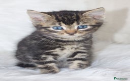 Mixed Breed cats for sale: 5 Happy Playful Kittens  - Advert 6