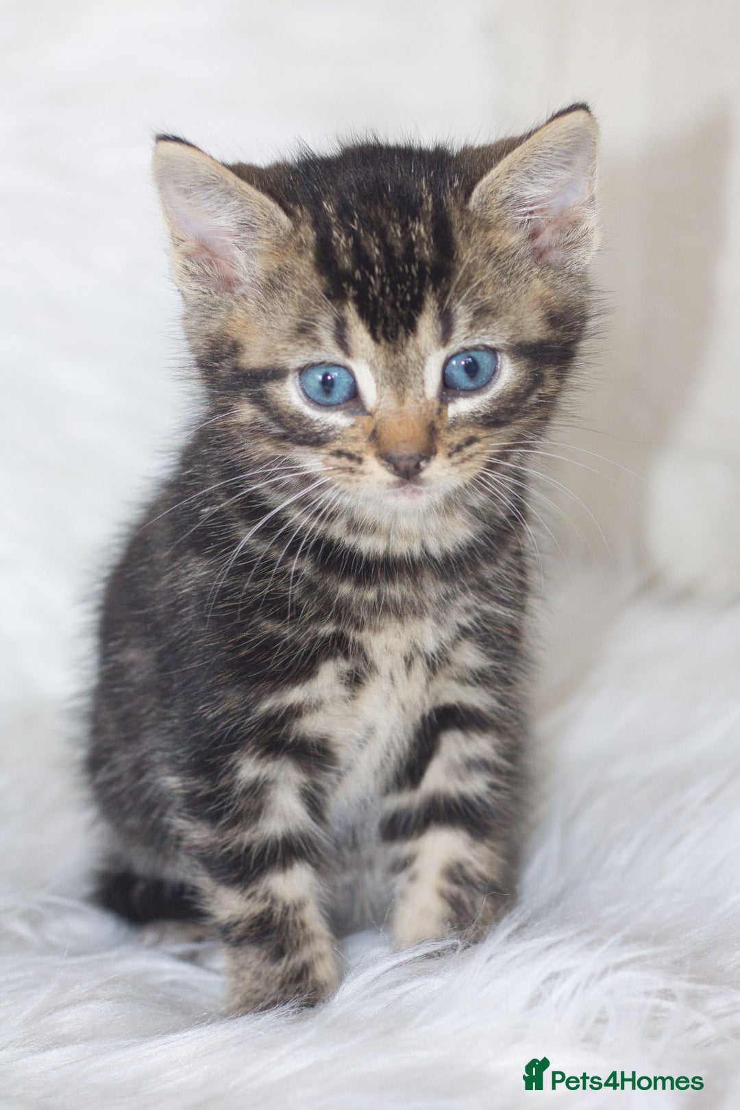 Mixed Breed cats for sale: 5 Happy Playful Kittens  - Advert 6