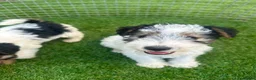 Fox Terrier dogs for sale: Fox Terrier Puppies For Sale  in Ashford - Advert 11