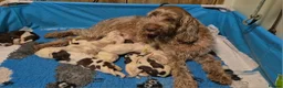 Italian Spinone dogs for sale: Italian Spinone Puppies Available  - Advert 4