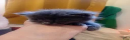 Russian Blue cats for sale: Russian blue mix with Scottish fold  - Advert 4
