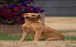 Labrador Retriever dogs for sale: Proven Health Tested KC Reg Fox Red Labrador Male  - Image 2
