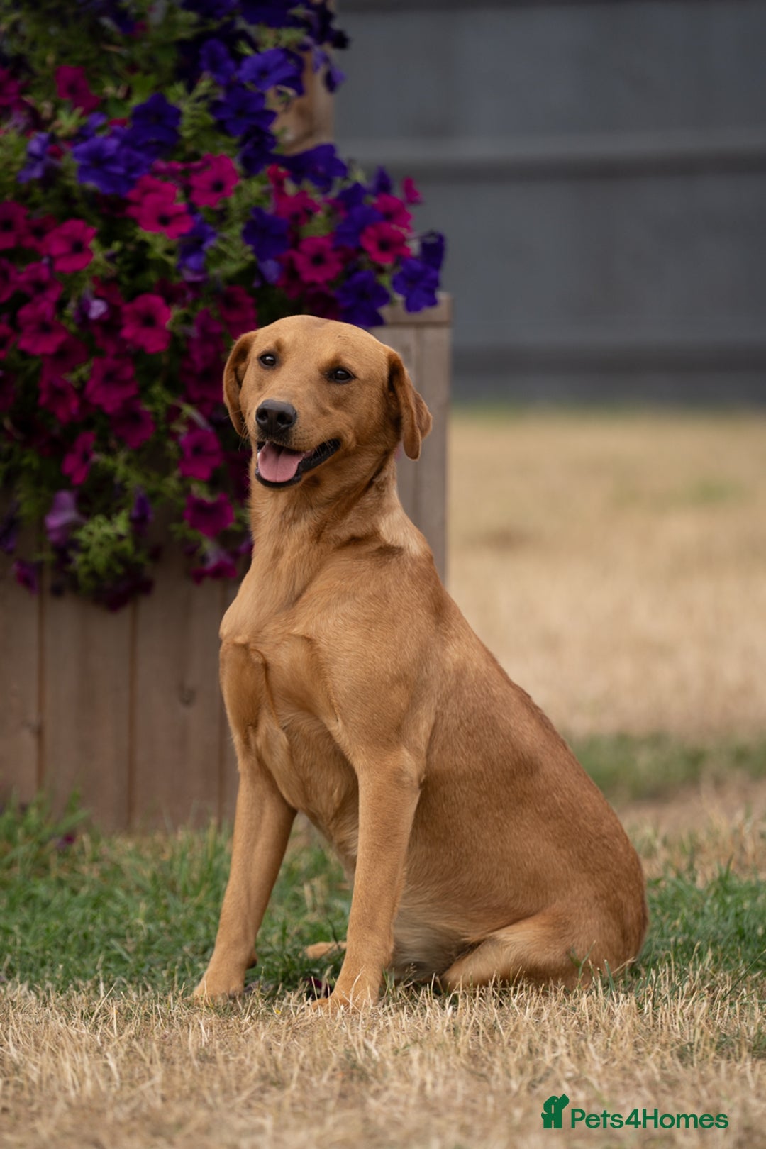 Labrador Retriever dogs for sale: Proven Health Tested KC Reg Fox Red Labrador Male  - Image 2