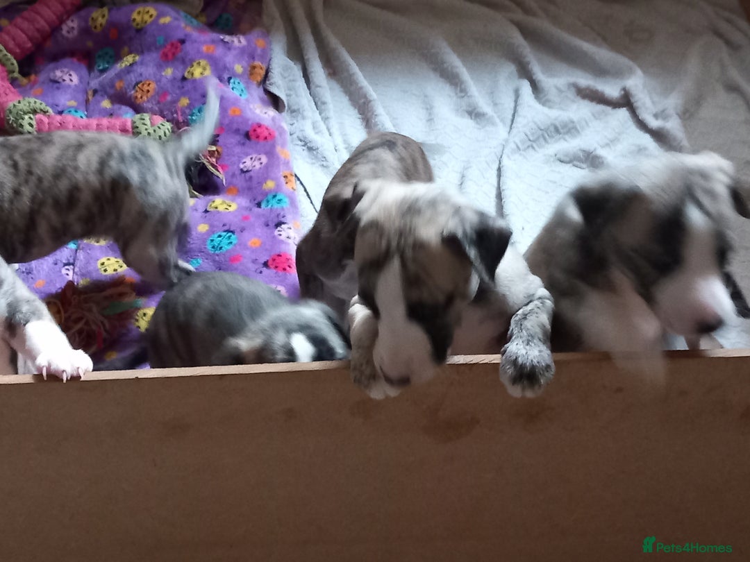 Whippet dogs for sale: Top Class Whippet Puppies bred from Champions - Image 32