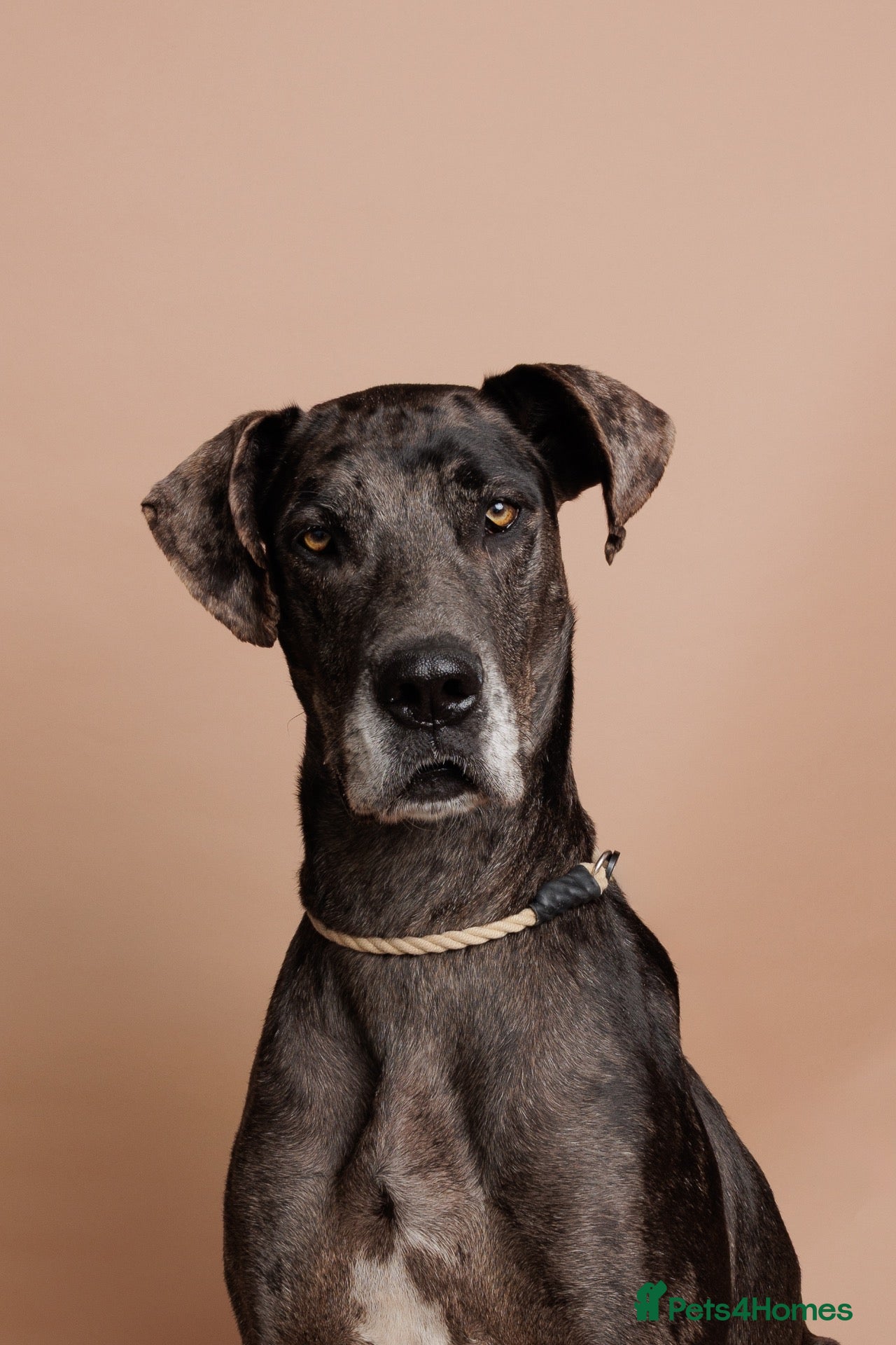 Great Dane dogs Great Dane Female 4 Years Old - Advert 6
