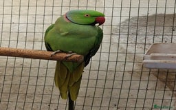 Ringnecks birds for sale: Adult Ringnecks - Image 6