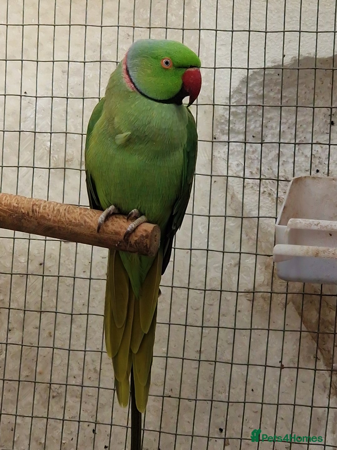 Ringnecks birds for sale: Adult Ringnecks - Image 6