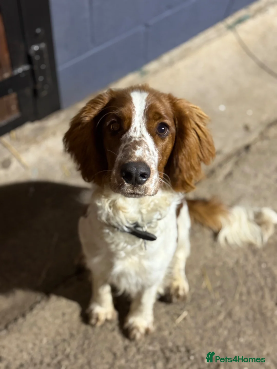 Welsh Springer Spaniel dogs for sale: 1 year old Welsh springer spaniel - Advert 1