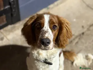 Welsh Springer Spaniel dogs 1 year old Welsh springer spaniel - Advert 11