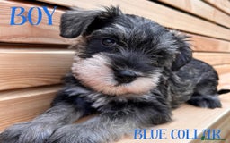 Miniature Schnauzer dogs for sale: Amazing Miniature Schnauzers - Image 2