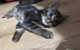 Ragdoll cats for sale: Kittens - Image 7