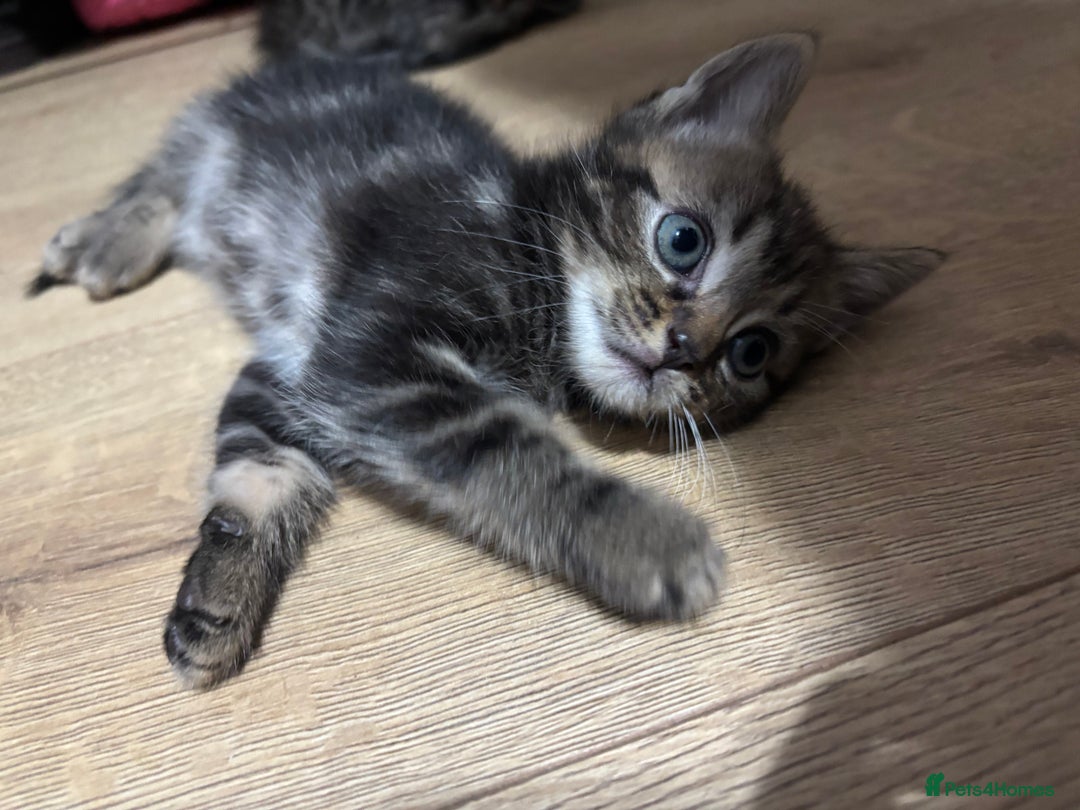 Ragdoll cats for sale: Kittens - Image 7