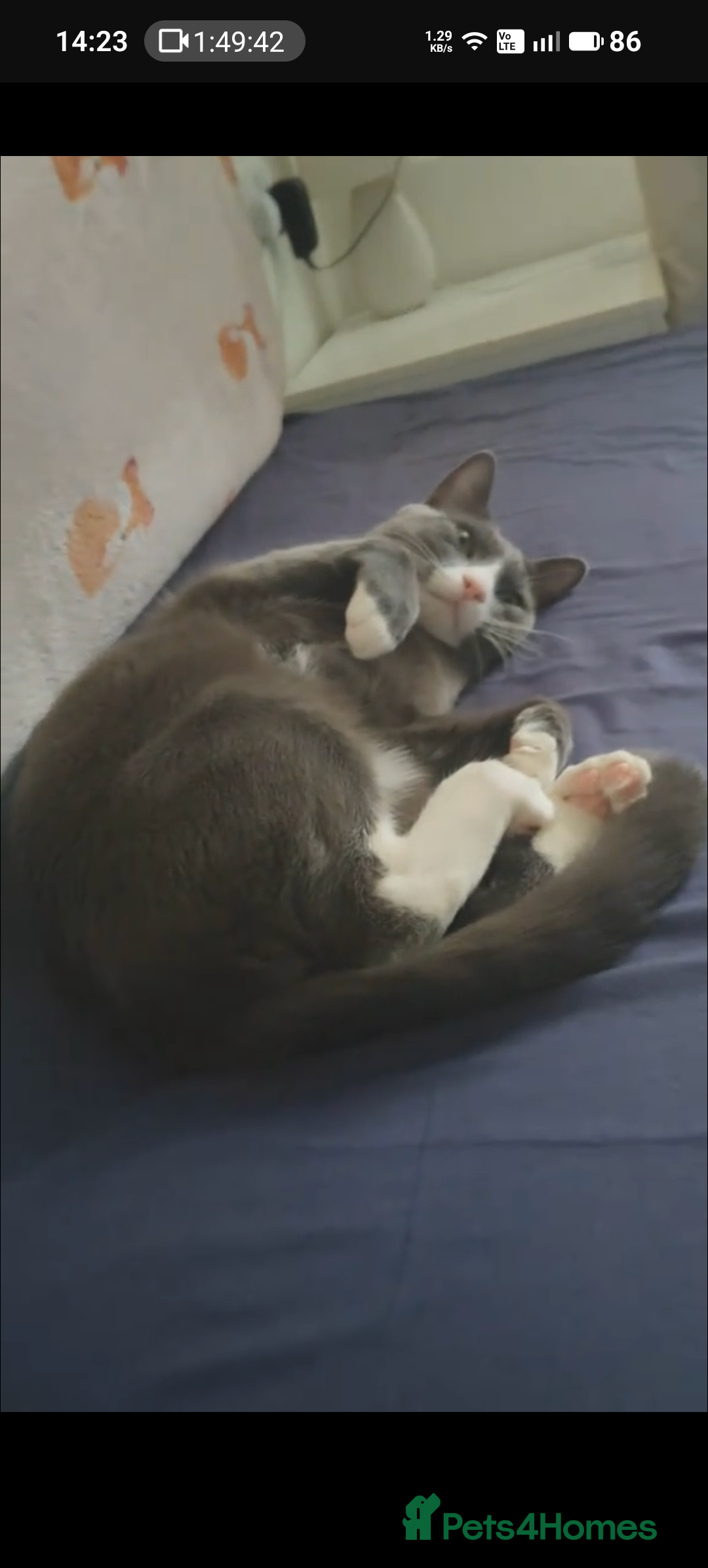 Russian Blue cats for sale: Russian Blue - Advert 4